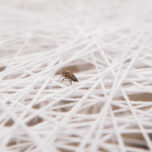 Close-up of a fly sitting on the web sculpture