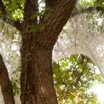 A detail of the web sculpture, weaving its strings around the branches of a tree